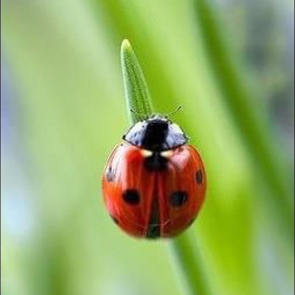 Meet your Posher, Alisha